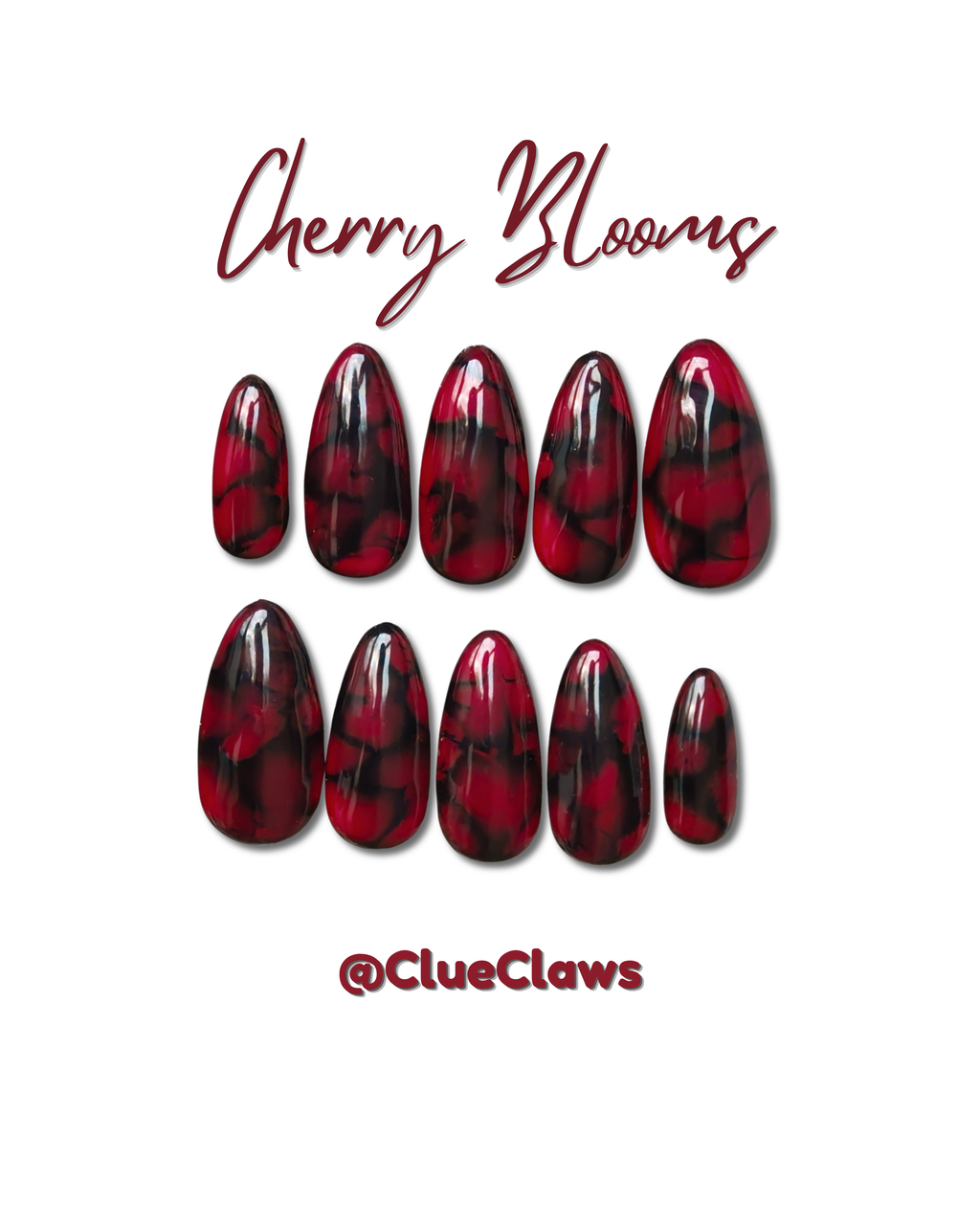 Cherry Blooms
